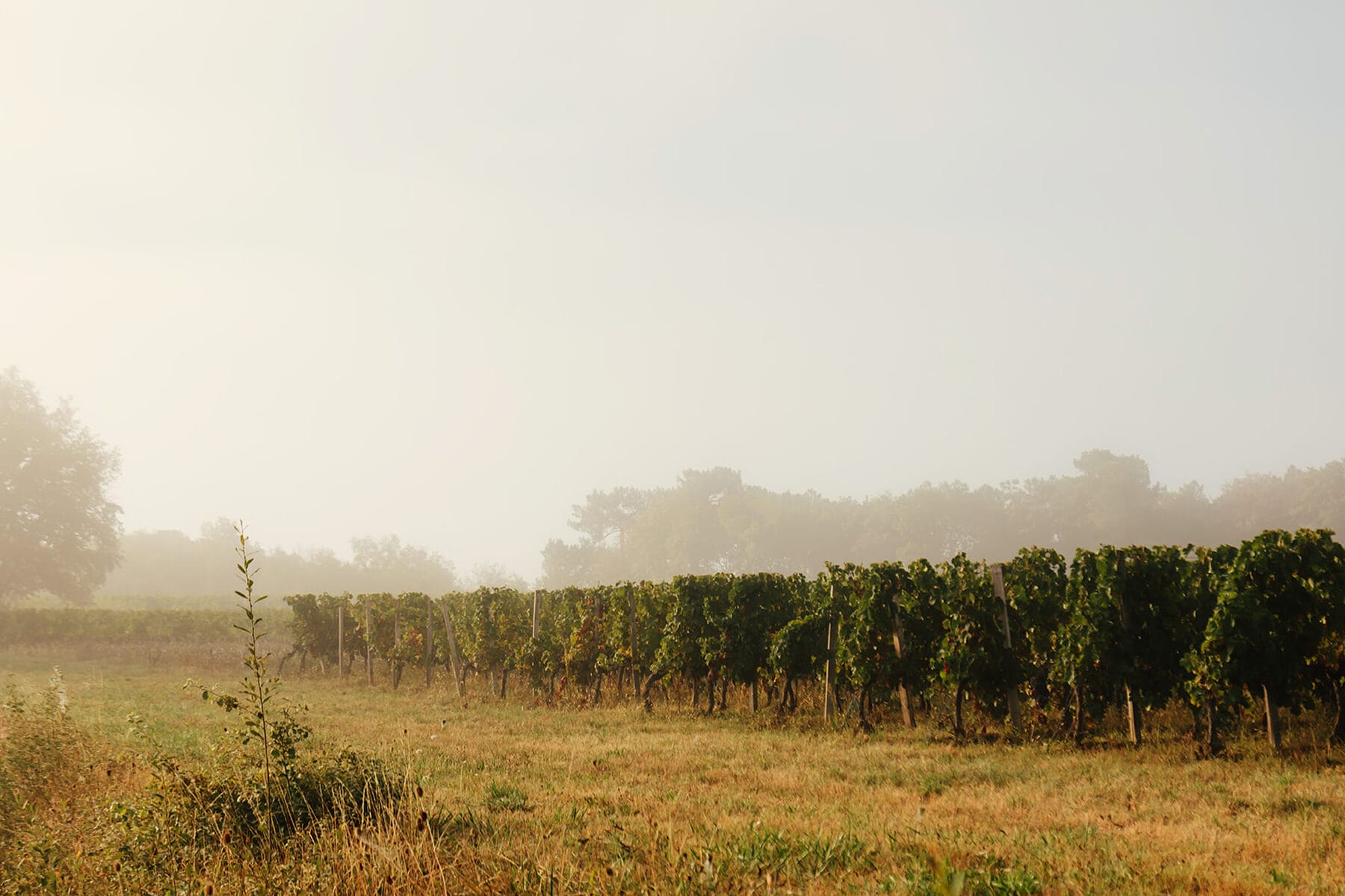 Vignoble sous la brume