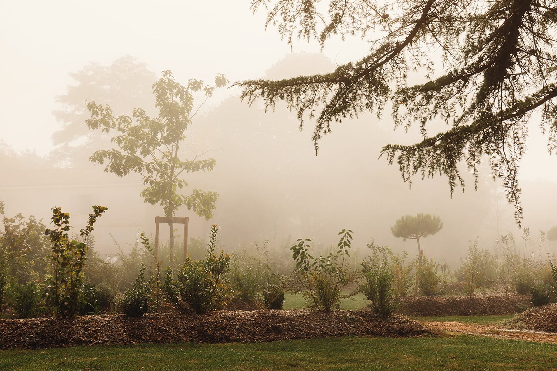 Jardin et cèdre
